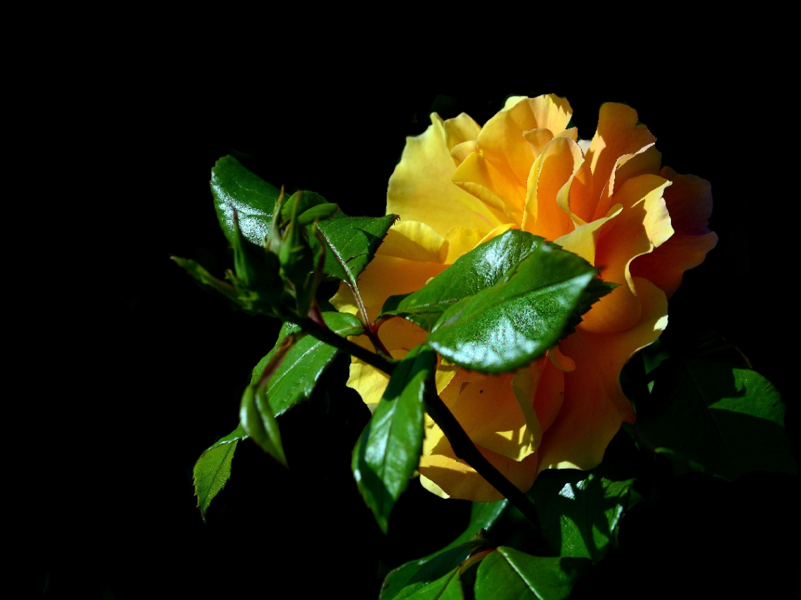 BLÜTE