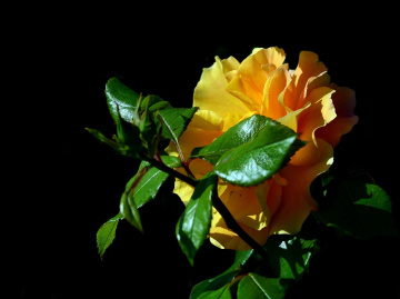 BLÜTE