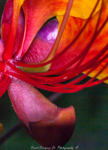 Bird Of Paradise