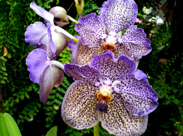 Orquídeas