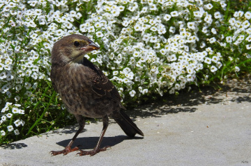 Rock sparrow