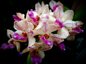 Mini Orchids