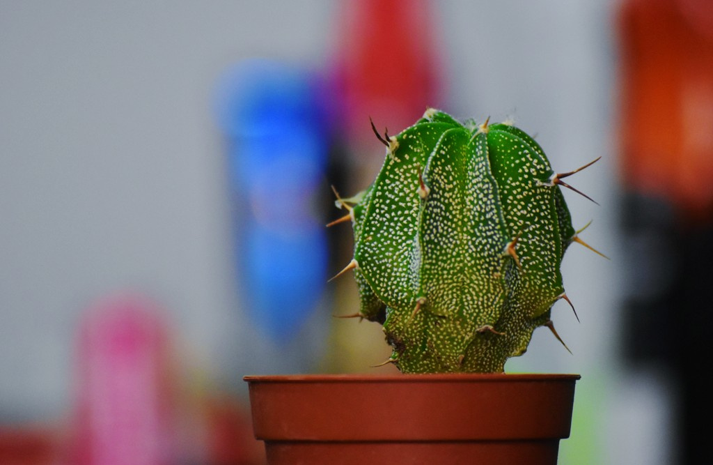 Cactus 