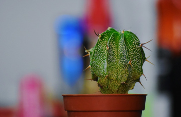 Cactus 