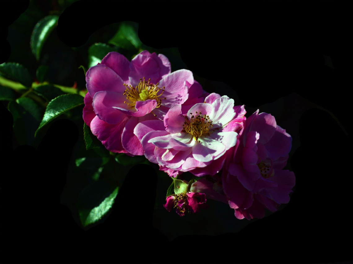 BLÜTEN