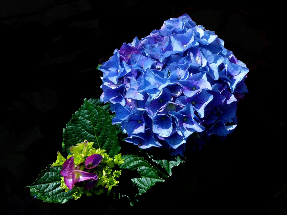 BLÜTEN