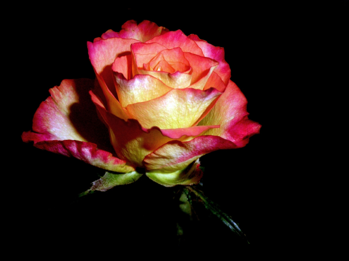 BLÜTE