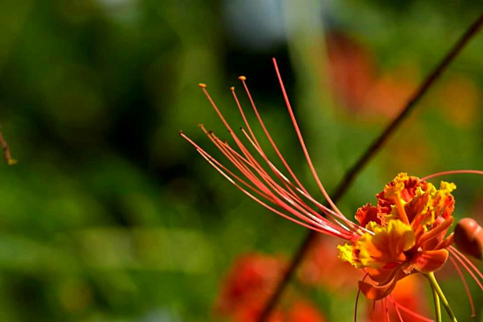 Red Spring