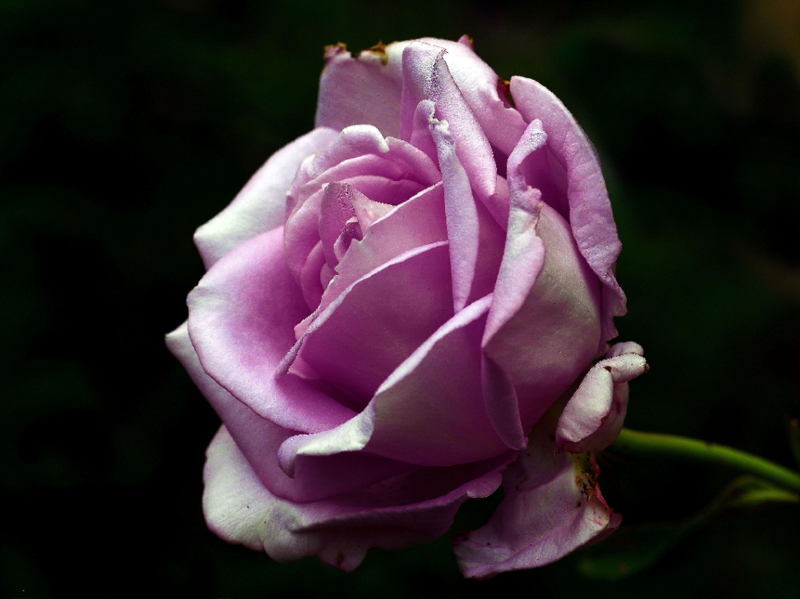 BLÜTE