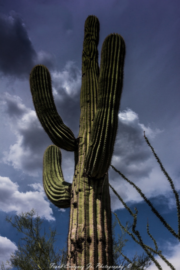 A Mighty Saguaro From The Sonoran Desert