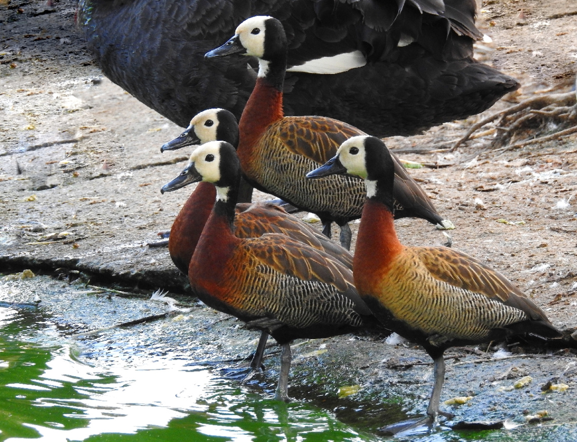 Migratory Duck