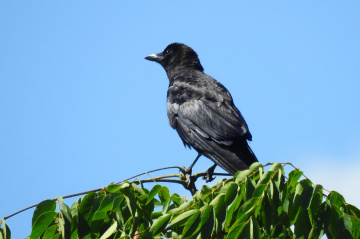 Carrion crow