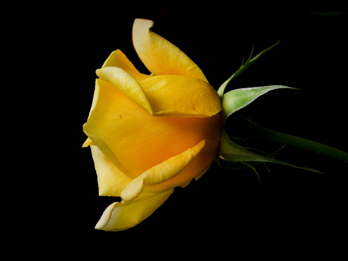 BLÜTE