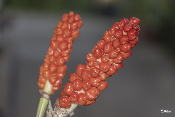 Adsız