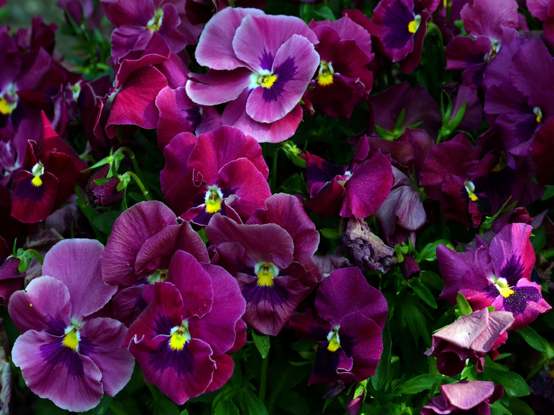 BLÜTEN