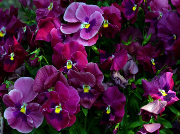 BLÜTEN