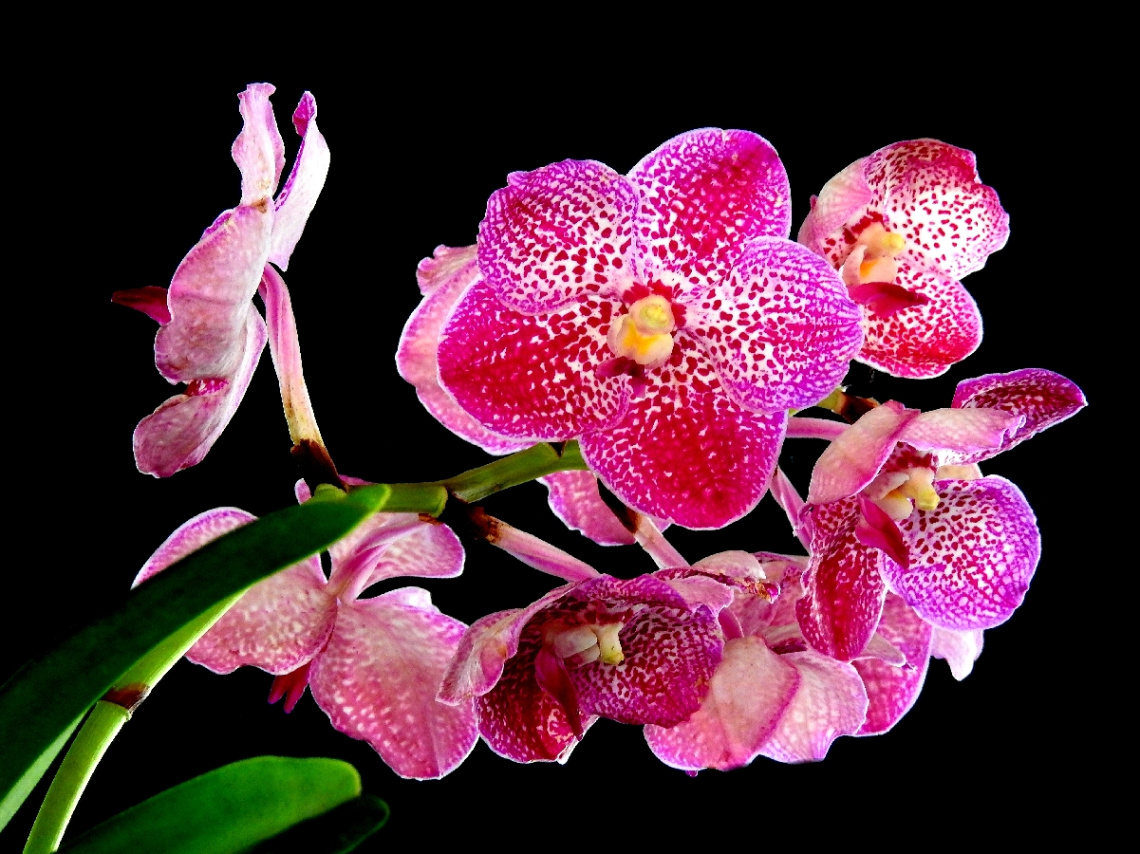 Wanda orchids
