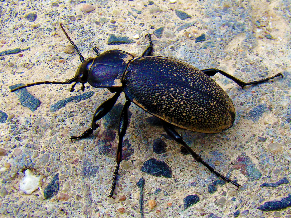 KÄFER