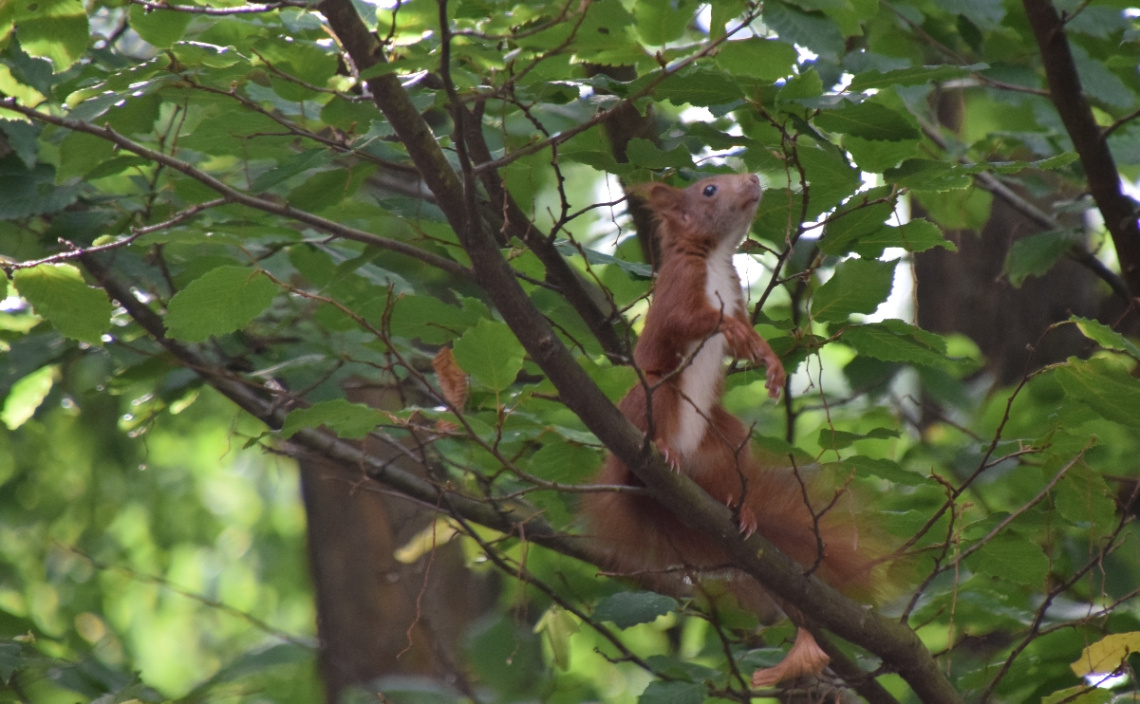 sweet squirrel