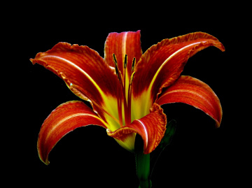 BLÜTE