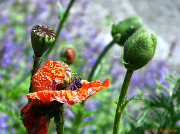 Mohn