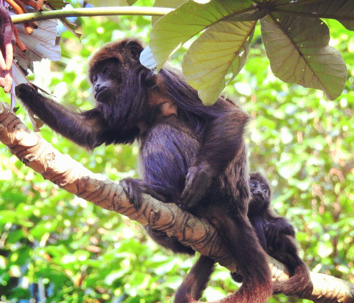 Macaco Bugio