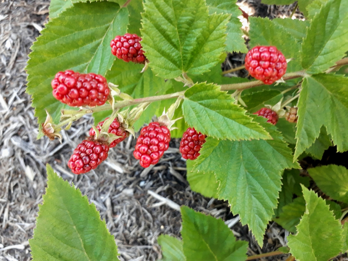 Framboesa