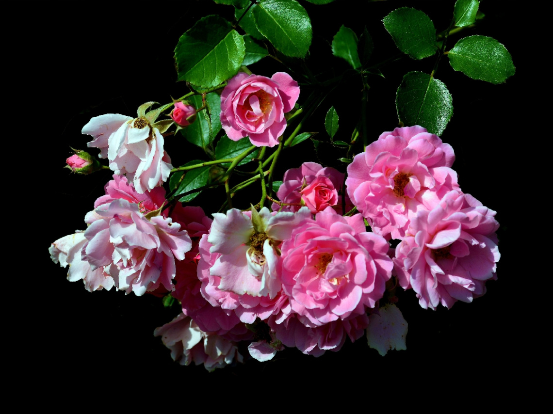 BLÜTEN