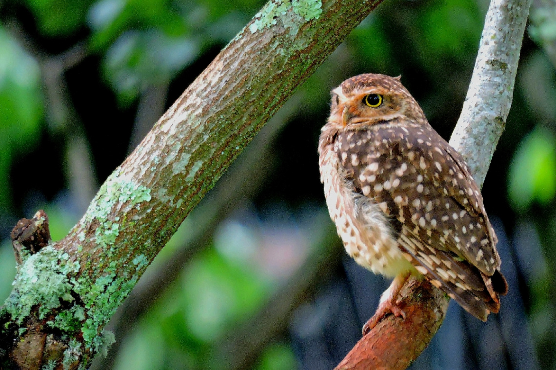 Burrowing Owl