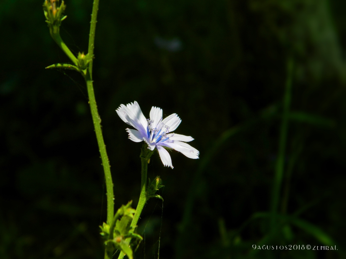 Yabani Hindiba (Cichorium intybus)