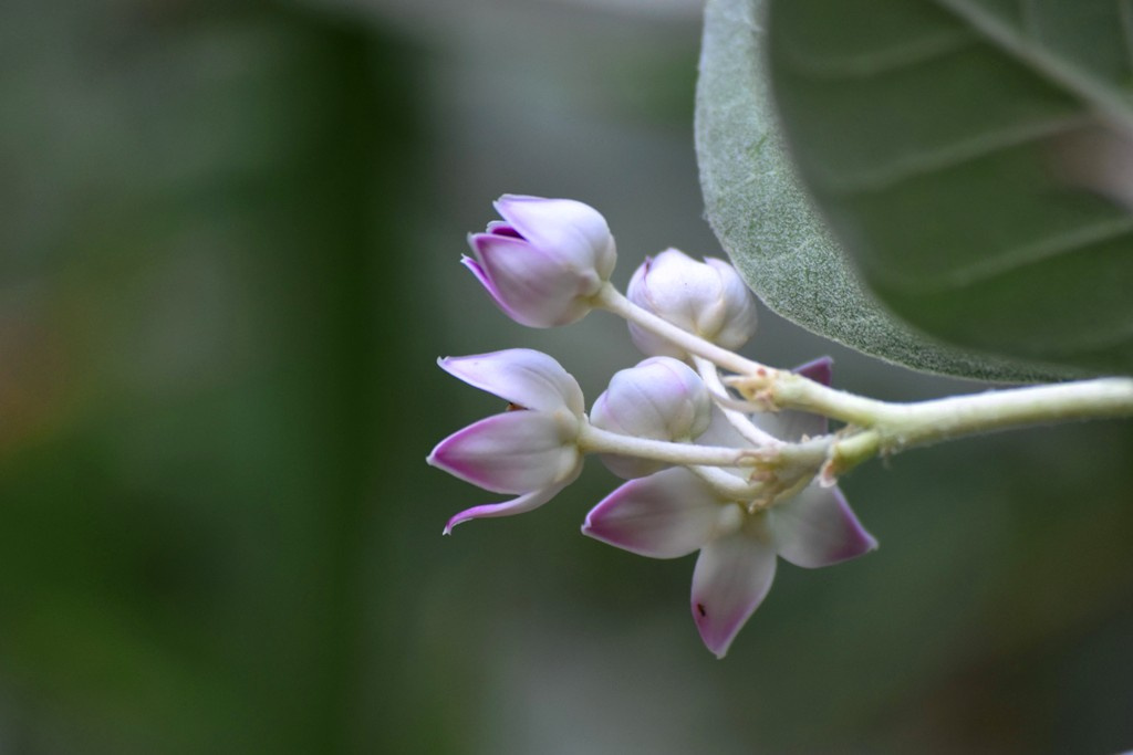 In the morning light
