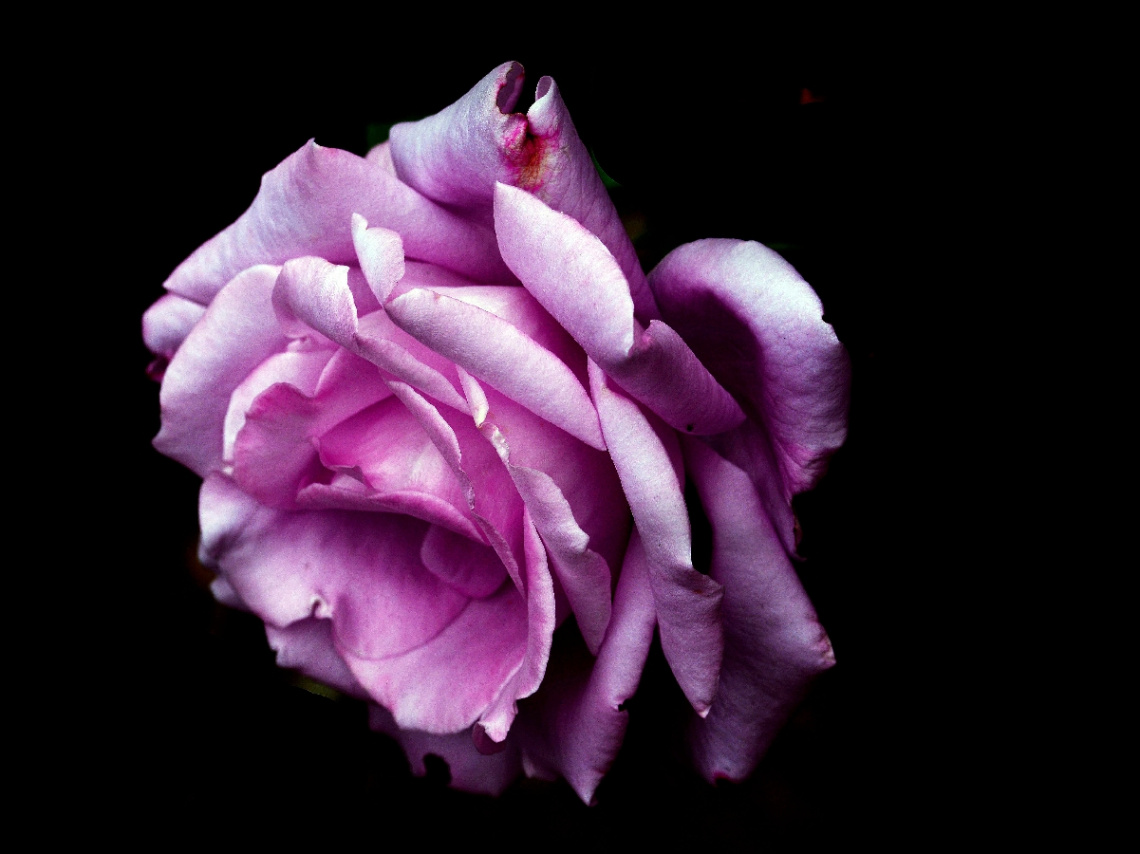 BLÜTE