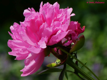 Blüte