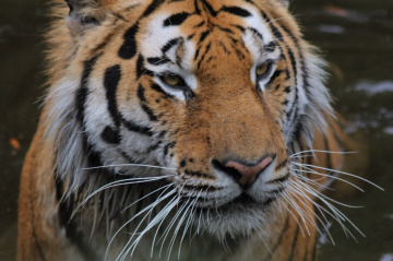 Tiger moment