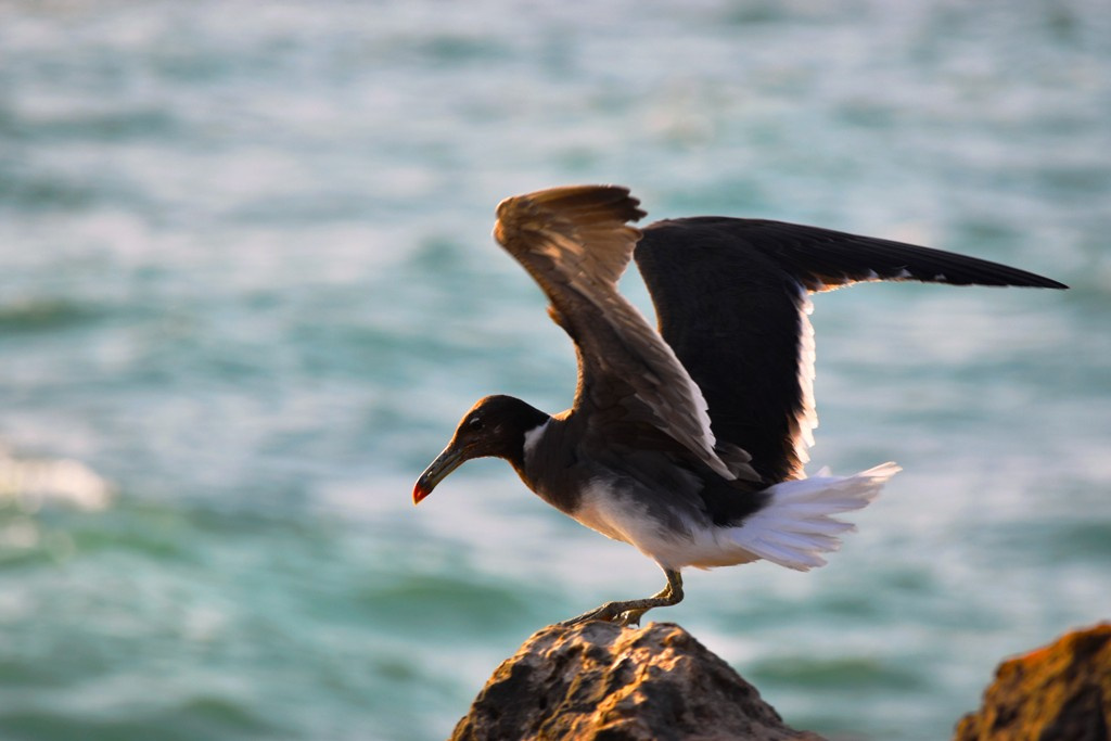 Morning Flight