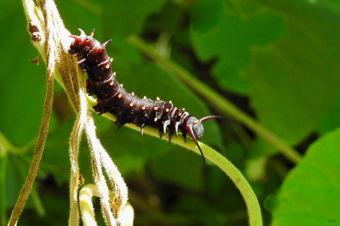 Lagarta (Lepidoptera)