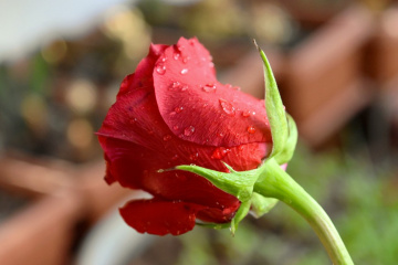 After the rain