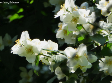 Blüten