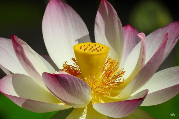 Flor de Lotus