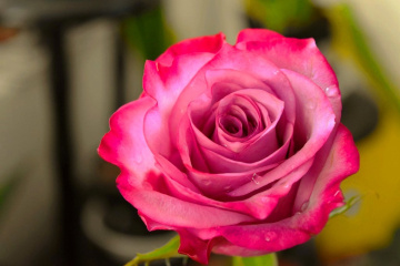 Pink Bloom