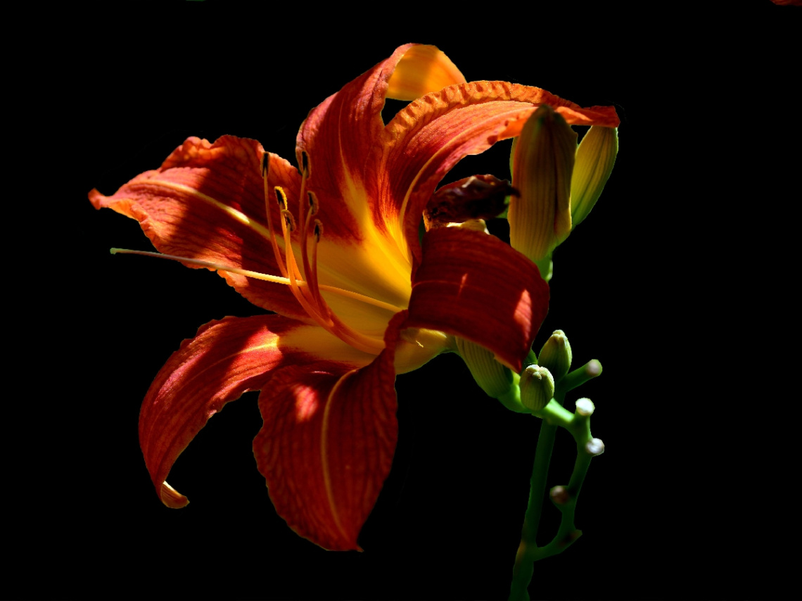 BLÜTE