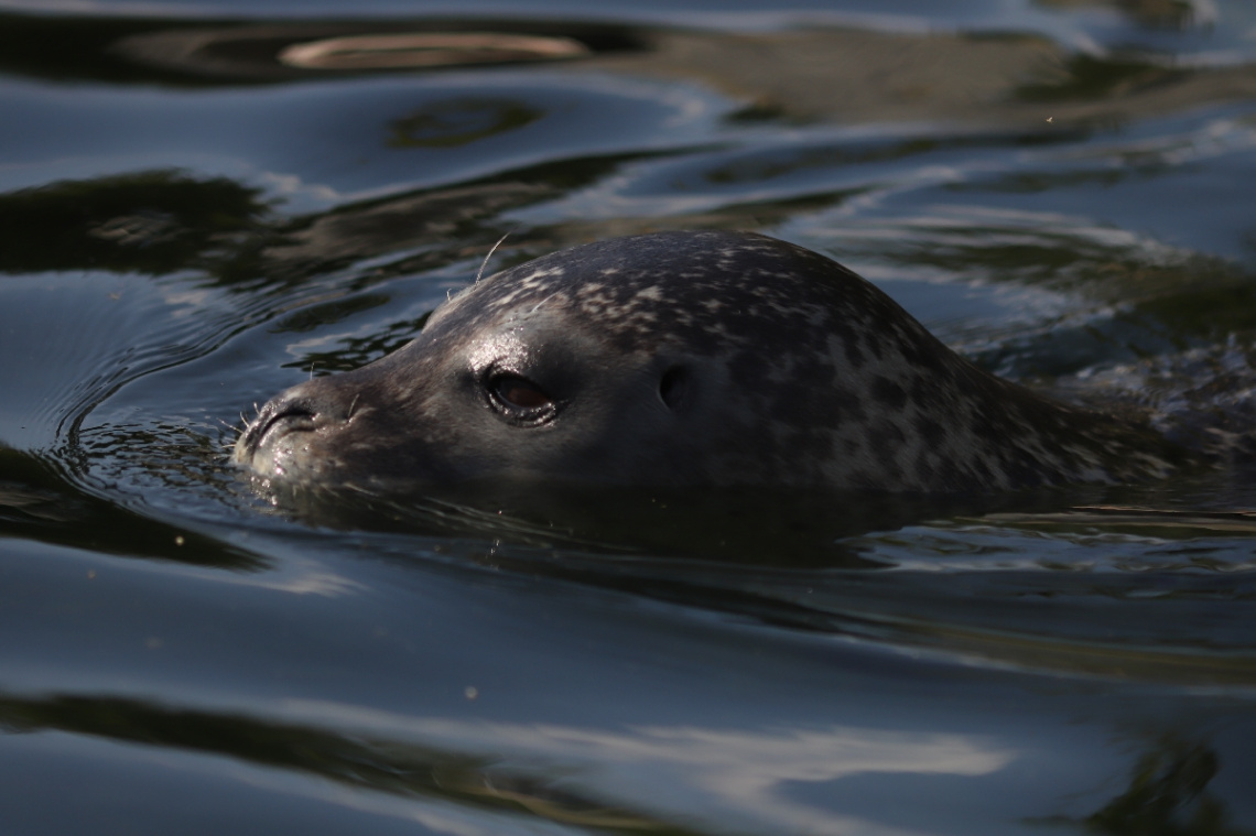 A seal moment