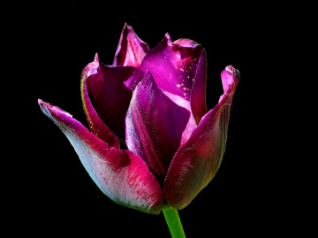 BLÜTE