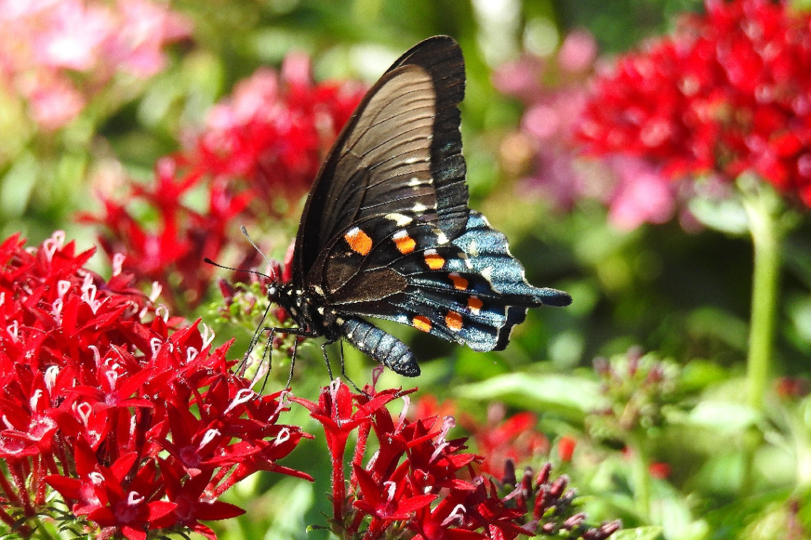 Borboleta Tigre Andorinha