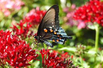 Borboleta Tigre Andorinha