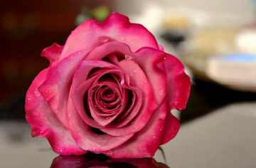 The Last Rose