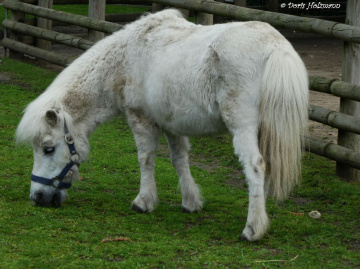 Pony