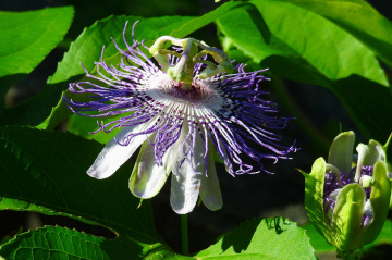 Passiflora ligularis
