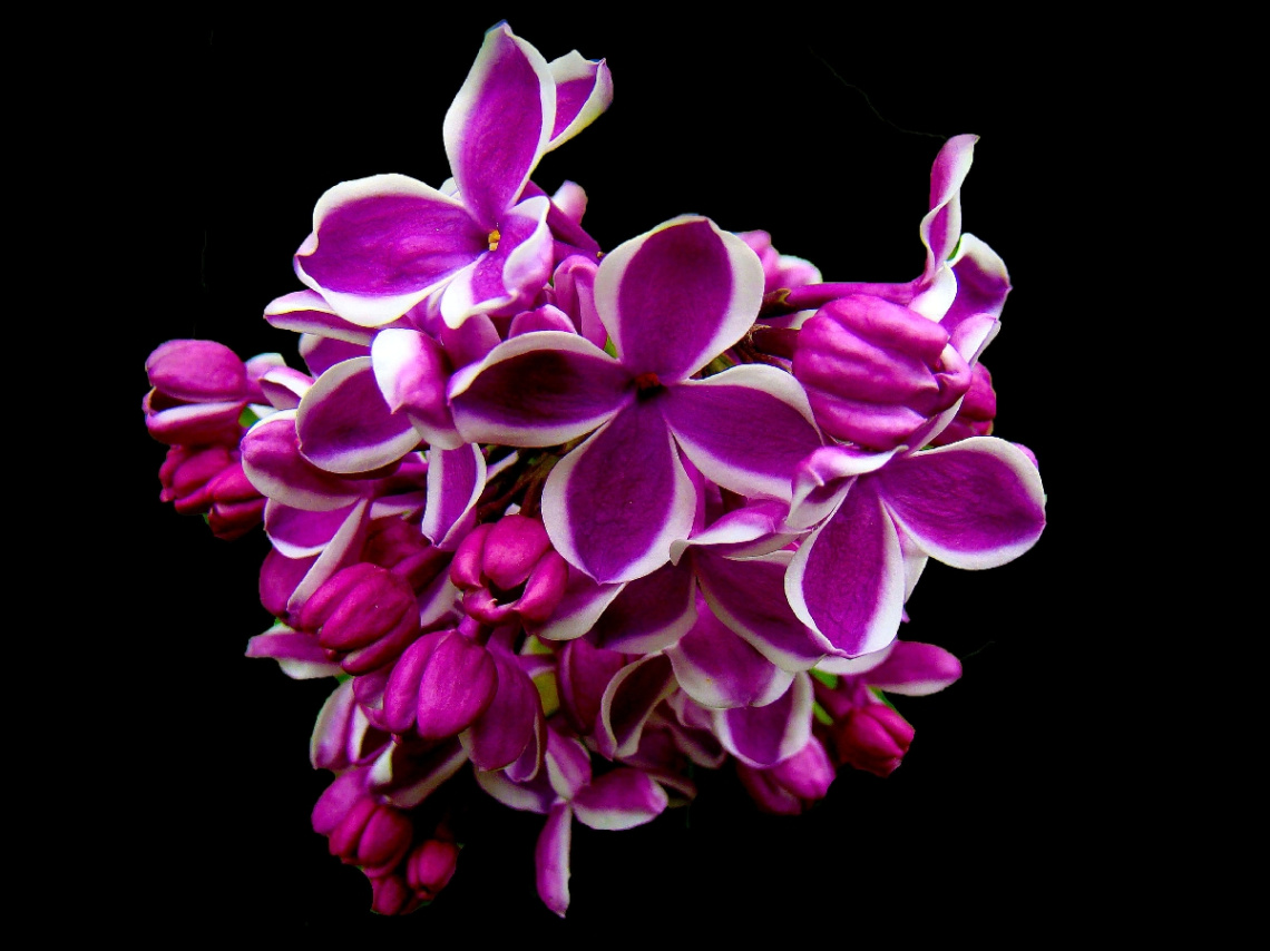 BLÜTEN