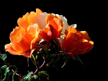 BLÜTEN